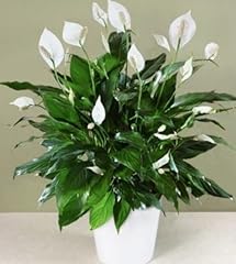 Calla lily zantedeschia for sale  Delivered anywhere in UK