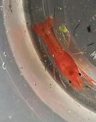 Live freshwater mexican for sale  Delivered anywhere in USA 