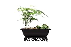 Cotta planters bonsai for sale  Delivered anywhere in USA 