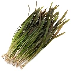 K2aqua vallisneria spiralis for sale  Delivered anywhere in UK
