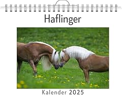 Haflinger gebraucht kaufen  Wird an jeden Ort in Deutschland