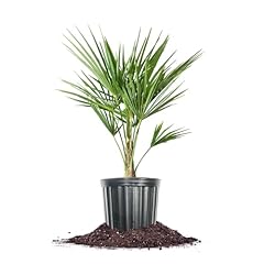 Windmill palm gal. for sale  Delivered anywhere in USA 