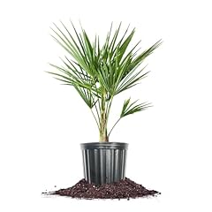 Windmill palm gal. for sale  Delivered anywhere in USA 