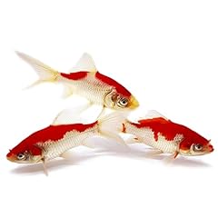 Toledo goldfish sarasa for sale  Delivered anywhere in USA 