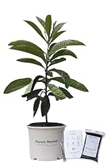 Loquat tree large for sale  Delivered anywhere in USA 