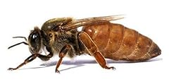 Ape regina ligustica usato  Spedito ovunque in Italia 