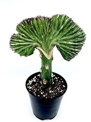 Green coral cactus for sale  Delivered anywhere in USA 