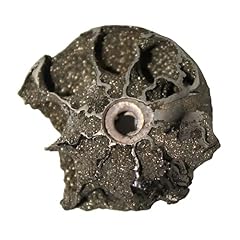 Pyritized ammonite pyrite for sale  Delivered anywhere in UK