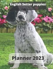 English setter puppies for sale  Delivered anywhere in UK