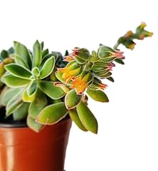 Pianta vera echeveria usato  Spedito ovunque in Italia 