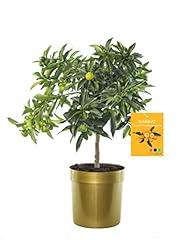 Pianta kumquat fortunella usato  Spedito ovunque in Italia 