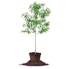 Perfect plants santa for sale  Delivered anywhere in USA 