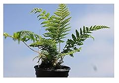 Dicksonia antarctica starter for sale  Delivered anywhere in UK