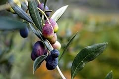Pianta olivo ulivo usato  Spedito ovunque in Italia 