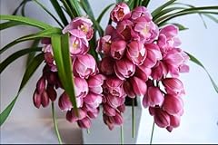 Cymbidium sp. 大花蕙兰 for sale  Delivered anywhere in USA 