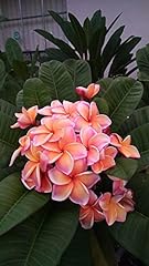 Peach hawaiian plumeria for sale  Delivered anywhere in USA 