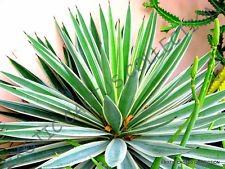 Rare agave angustifolia usato  Spedito ovunque in Italia 