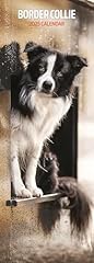 Border collie 2025 for sale  Delivered anywhere in UK