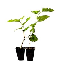 9greenbox dwarf mulberry for sale  Delivered anywhere in USA 