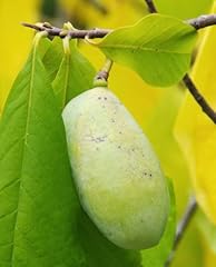 Pianta asimina triloba usato  Spedito ovunque in Italia 