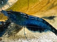 Live freshwater shrimp for sale  Delivered anywhere in USA 