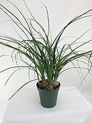 Jmbamboo ponytail palm for sale  Delivered anywhere in USA 