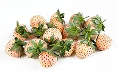 Pineberry plants grow for sale  Delivered anywhere in USA 