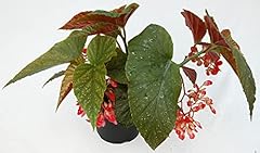 Angel wing begonia for sale  Delivered anywhere in USA 