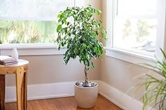 Ficus tree variety for sale  Delivered anywhere in USA 