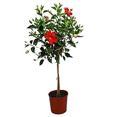 Live hibiscus plant for sale  Delivered anywhere in USA 