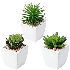 Briful set succulents for sale  Delivered anywhere in USA 