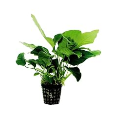 Anubias nana slow for sale  Delivered anywhere in Ireland