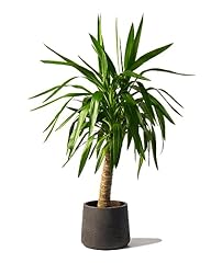 Yucca plant single for sale  Delivered anywhere in Ireland