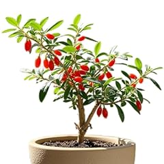 Wolfberry berry goji for sale  Delivered anywhere in USA 