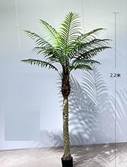 Phönixpalme 210cm 230cm gebraucht kaufen  Wird an jeden Ort in Deutschland