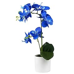 Olrla blue orchid for sale  Delivered anywhere in UK