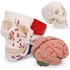 Human skull anatomy for sale  Delivered anywhere in UK