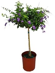Duranta tree live for sale  Delivered anywhere in USA 