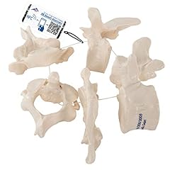 Scientific a75 vertebrae for sale  Delivered anywhere in USA 