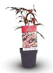 Acer palmatum atropurpureum for sale  Delivered anywhere in UK