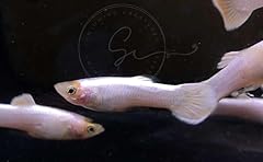 Swimming creatures pack for sale  Delivered anywhere in USA 
