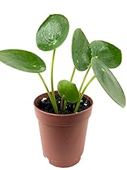 Chinese money plant for sale  Delivered anywhere in USA 