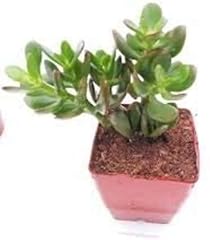 Jade plant 2.5 for sale  Delivered anywhere in USA 