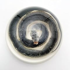 Real snake specimens for sale  Delivered anywhere in USA 