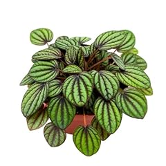 Harmony foliage peperomia for sale  Delivered anywhere in USA 