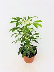 Bamboo schefflera arboricola for sale  Delivered anywhere in USA 