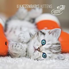 Alpha edition katzenbabys gebraucht kaufen  Wird an jeden Ort in Deutschland