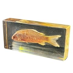 Fhuilijh esemplare pesce usato  Spedito ovunque in Italia 