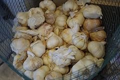 Patate semina formato usato  Spedito ovunque in Italia 