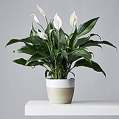 Peace lily alana for sale  Delivered anywhere in UK